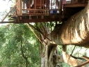 gibbon (18)